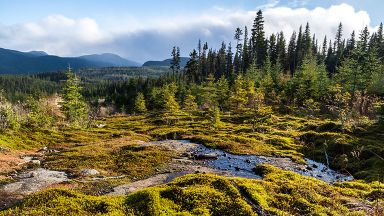 Forêt Montmorency